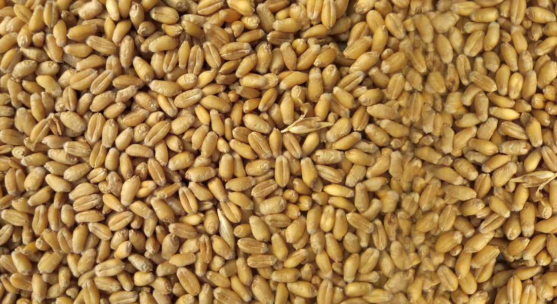 Benefits of Using Grain Moisture Meters — and Why UGMA Technology Is the Gold Standard