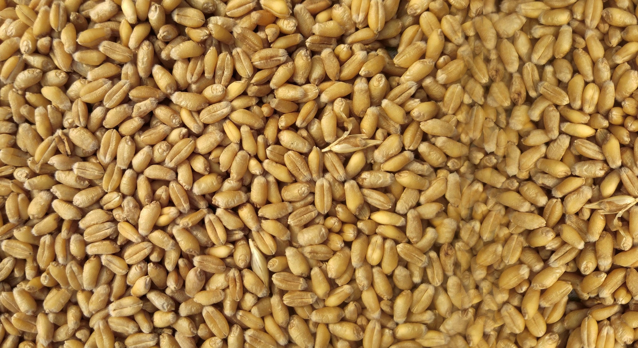 Benefits of Using Grain Moisture Meters — and Why UGMA Technology Is the Gold Standard